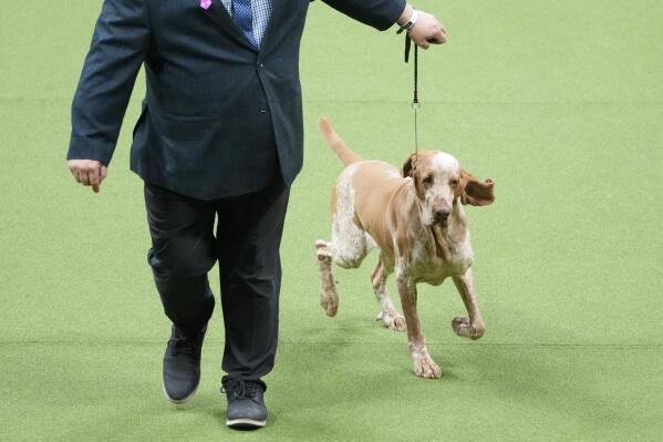 National dog show weimaraner on sale